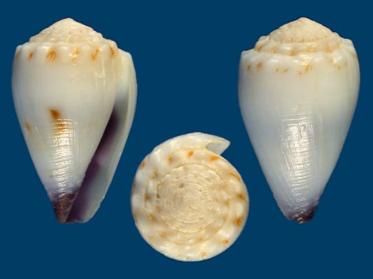 白花环芋螺(学名:harmoniconus nanus)白色,表面无花斑,壳口内呈紫色