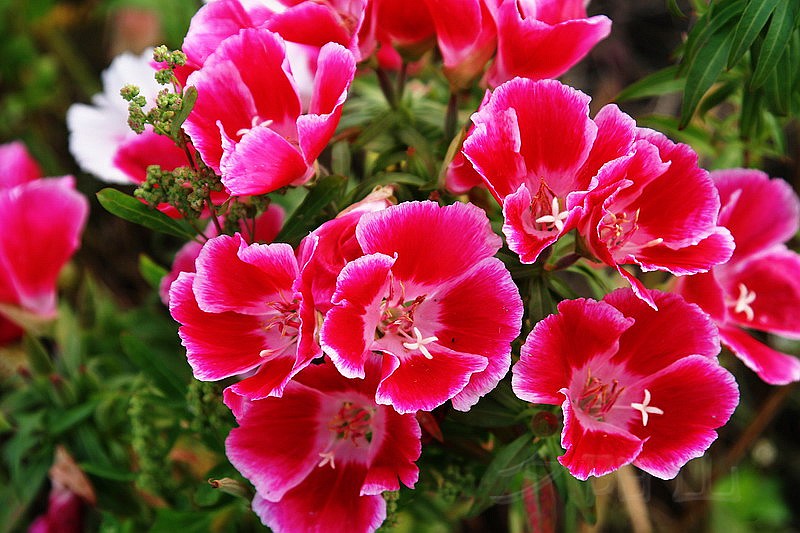  p>送春花,又名别春花,晚春锦,古代称红月见草,为柳叶草科古代稀属一