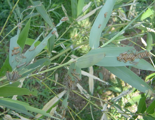  p>竹斑蛾,拉丁学名为 i>artona funeralis  /i>(butler),属于 a href