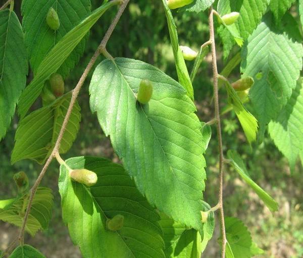  p>青荚叶(拉丁学名: i>helwingia japonica  /i>(thunb.) dietr.