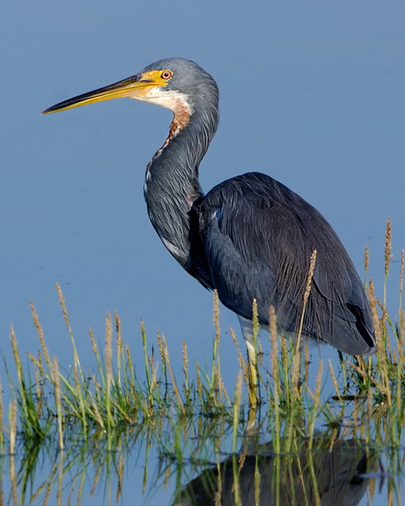 tricoloured heron
