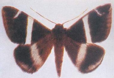 分布在华南,西南,华东,华中,华北,陕西等.寄主于石榴,月季,蔷薇等.