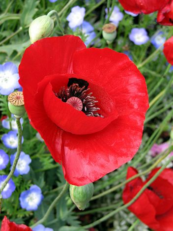  p>郁金香罂粟通常生长在砂质岩石山坡上的高海拔地区,罂粟的 a href=