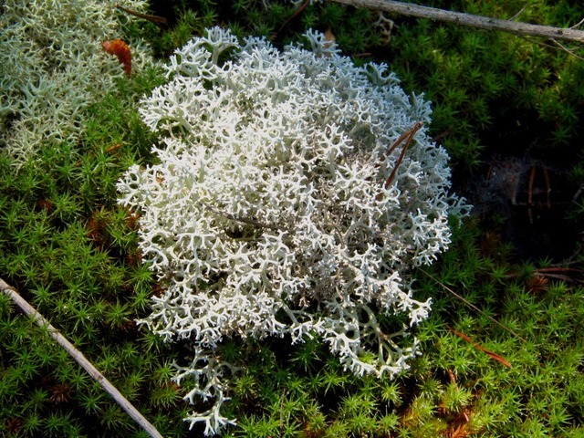 rangiferina),也叫驯鹿地衣,是一种浅色灌木状的 a target="_blank"