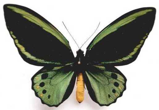 马卡尔平绿鸟翼凤蝶