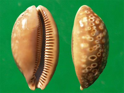 macrocypraea zebra zebra