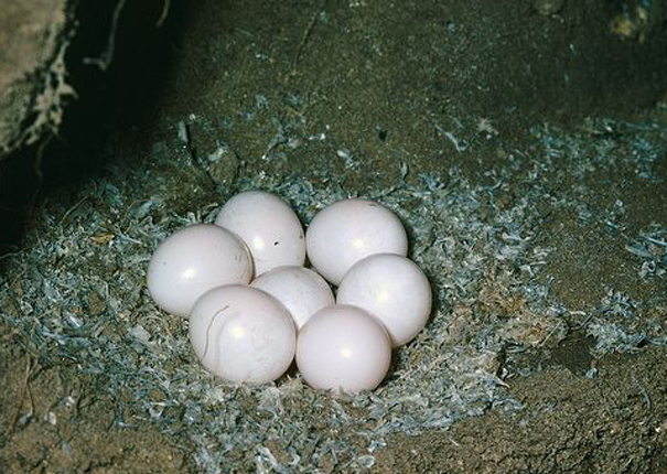  p>普通翠鸟(学名: i>alcedo atthis /i>):小型 a>鸟类 /a>,体长16-17