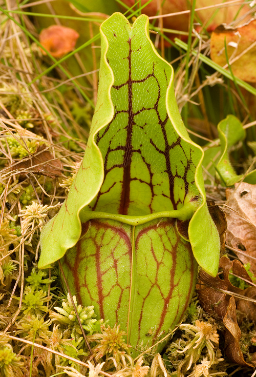 purple pitcherplant