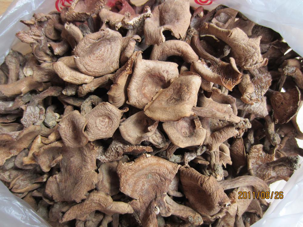  p data-id="gnwmwe36s3">香蘑俗称花脸蘑,它由同属的三个种组成,它们