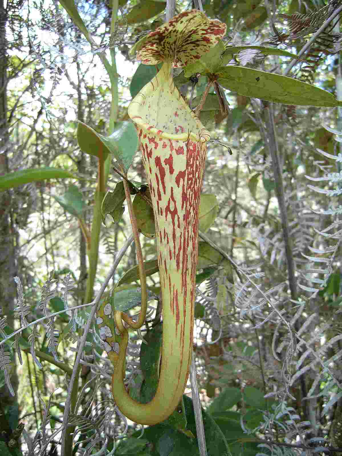 nepenthes faizaliana
