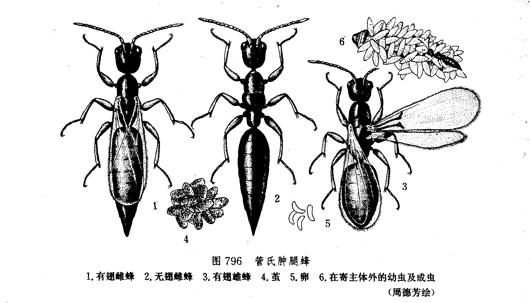  p>管氏肿腿蜂scleroderma guani xiao et wu,属 a href="#" data