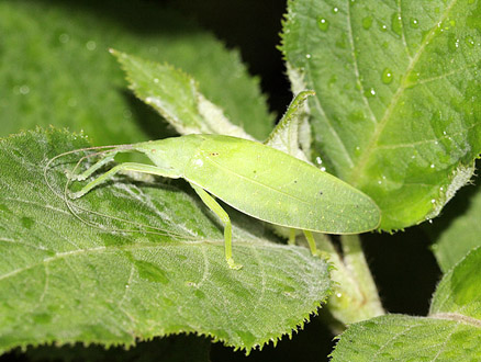  p>中华翡螽(学名:phyllomimus sinicus)是 a tar