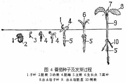  p data-id="gnwjdlxqkt">真叶(real leaf)是植物真正意义上的叶子