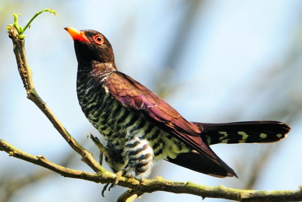 chrysococcyx xanthorhynchus