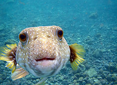  p> a href="#" data-lemmaid="2141960">纹腹叉鼻鲀 /a>,学名: i>aro