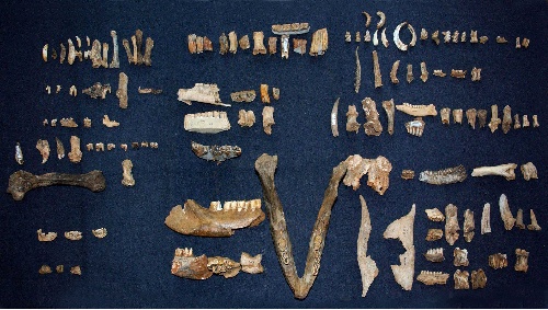  p>旧石器时代(paleolithic;距今约300万年),以使用打制石器(见 a