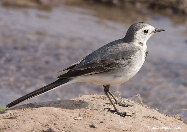 白鹡鸰普通亚种