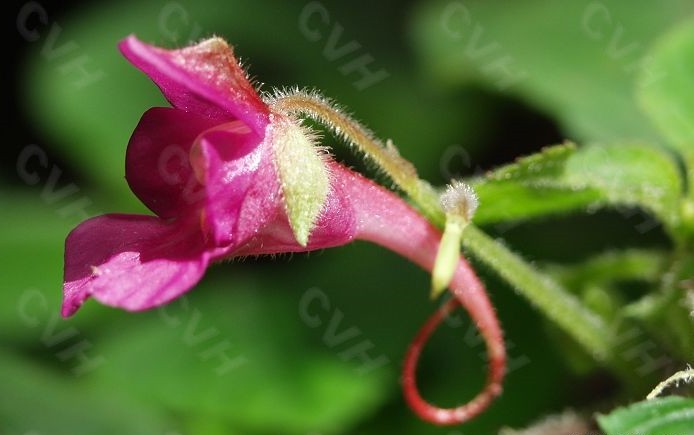 chen)中国特有种,是凤仙花科,凤仙花属一年生草本植物,茎横走,长看镲