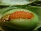 大豆食心虫