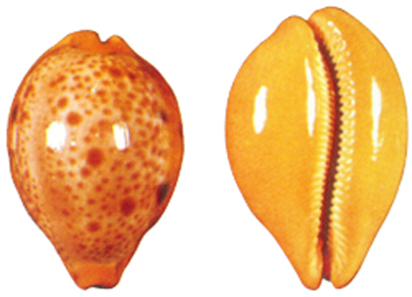  p>波塔宝螺(学名cypraea porteri)是 a target="