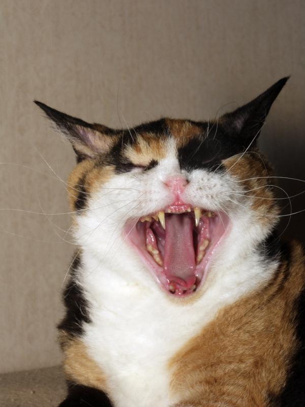 美国硬毛猫
