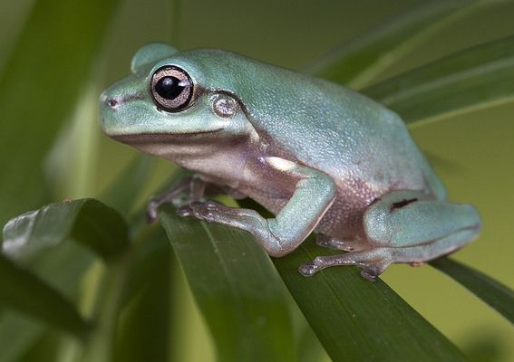  p>澳大利亚绿色雨蛙(学名:litoria caerulea )英文名称 "绿树蛙"