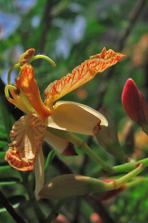  p>酸角花,树干通直,高可达20m,树皮褐色.