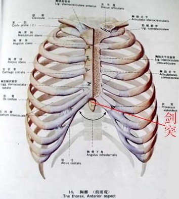  p>剑突, 心脏区的胸壁前下端有一剑突软骨,起保护心脏作用,此处遭到