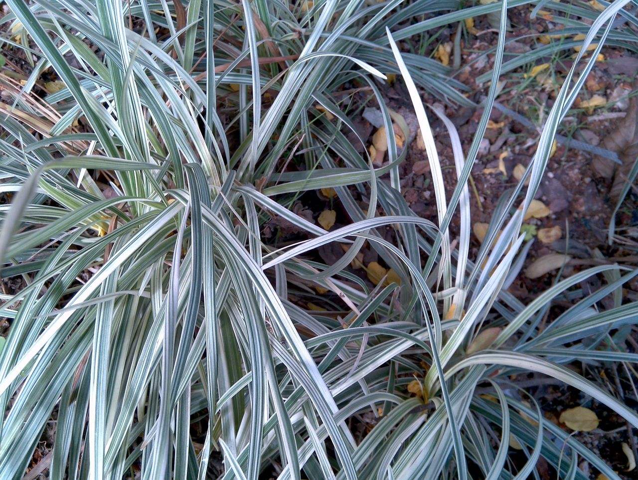  p>银边麦冬,ophiopogon jaburan argenteivittatus, a href="#">百合