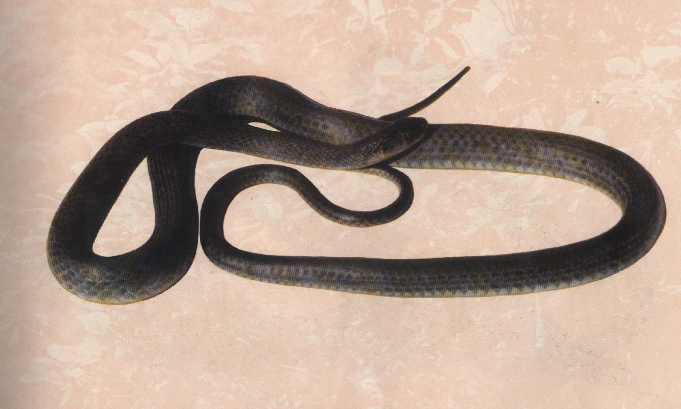  p>灰鼠蛇,学名ptyas korro,是 a target="_blank" href="/item/游蛇