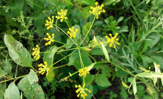  p>北柴胡(学名: i>bupleurum chinense /i> dc.