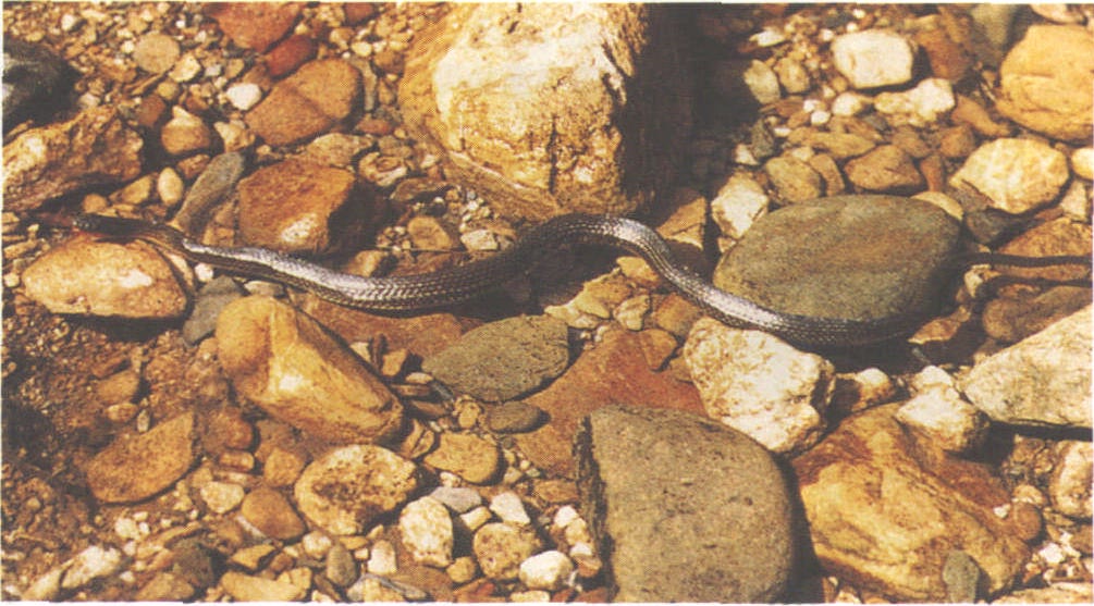  p>山溪后棱蛇( i>opisthotropis latouchii /i>)为 a target="_blank