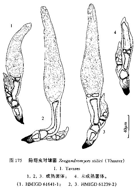 隐翅虫对雄菌