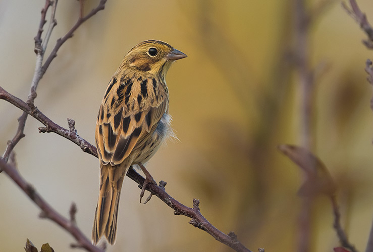  p>栗耳鹀(学名: i>emberiza fucata /i>):是雀形目鹀科的 a target="