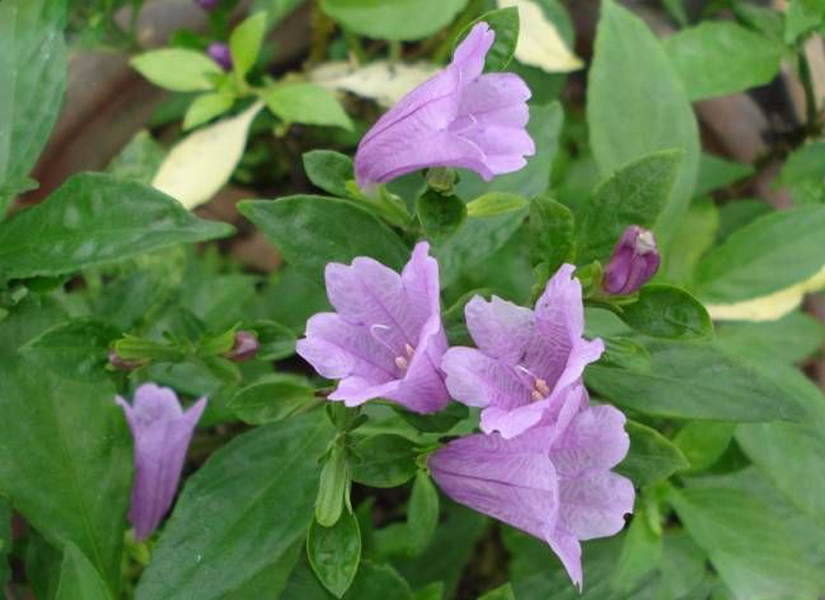  p>变色马蓝( a target="_blank" href="/item