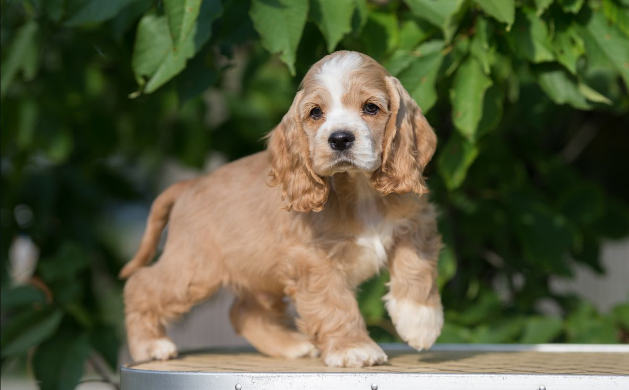  p>可卡犬又名猎鹬犬,犬种可分为 b> a target="_blank" href="/item