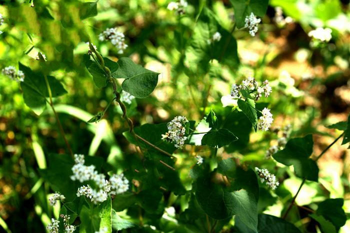  p>小野荞麦(拉丁学名:fagopyrum leptopodum (diels) hedb.