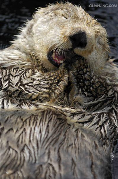  p>海獭(学名: i>enhydra lutris /i>), a target="_blank" href="