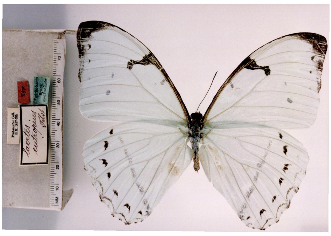 白摩尔闪蝶指名亚种