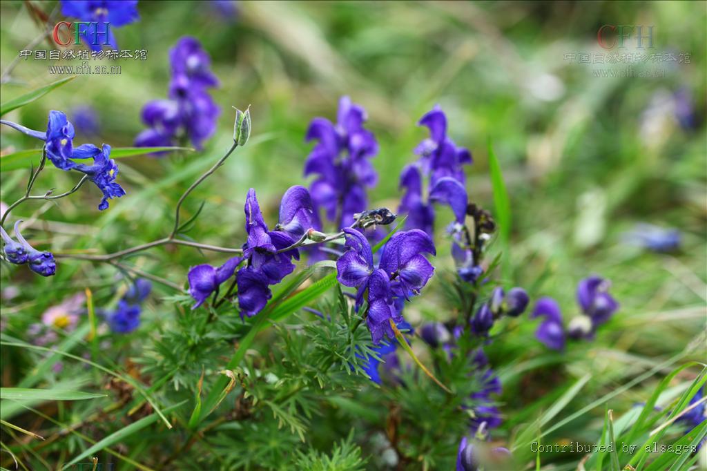 毛茛科乌头属植物,产于中国云南高海拔地区,是一种观赏性植物. /p>