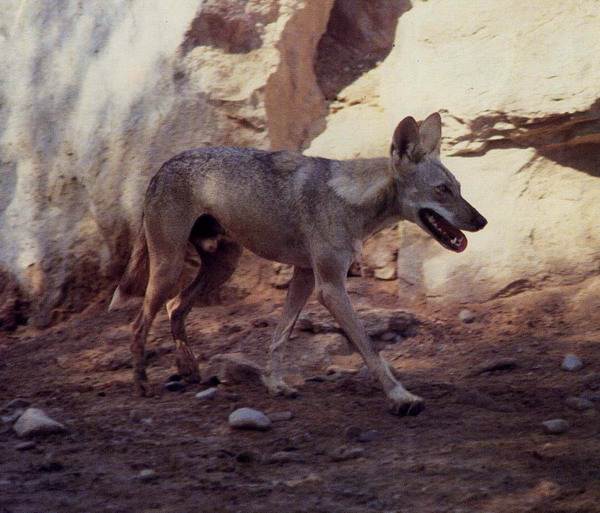 canis lupus arabs