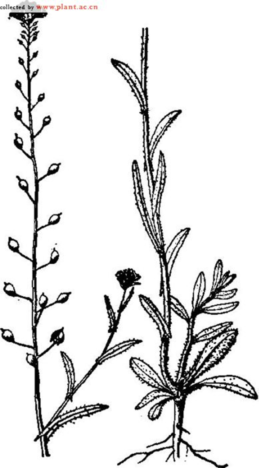  p>亚麻荠(camelina sativa (l.