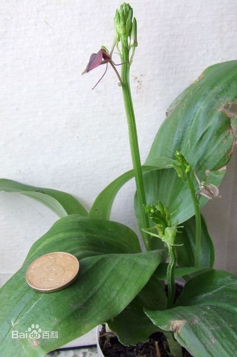 紫花羊耳蒜海南个体