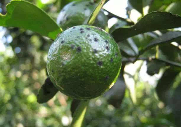  p>柑橘煤烟病又称柑橘煤污病,柑橘霉污病,柑橘煤病,是由柑橘煤炱,刺