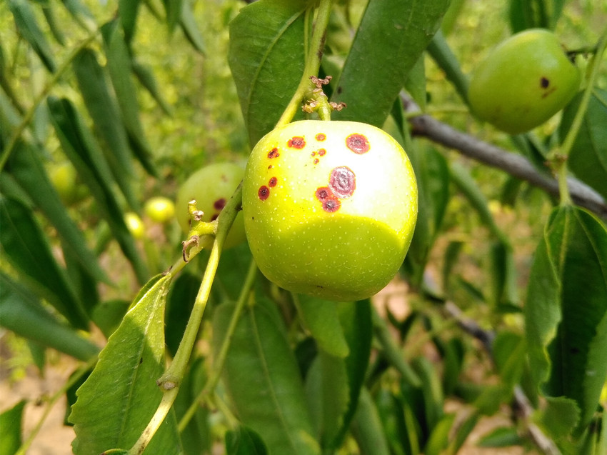 是由枣炭疽病侵染所引起的,发生在枣树上的一种病害