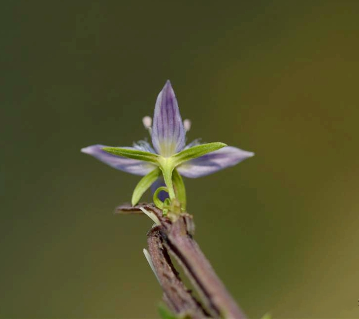 swertia davidii franch.