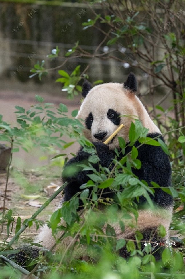 大熊猫冰冰