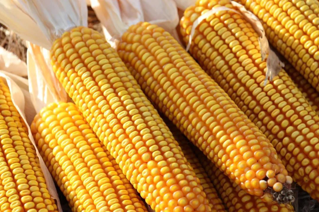  p data-id="gnbpgmdwyr">中玉9号玉米是大穗型高产杂交玉米新品种