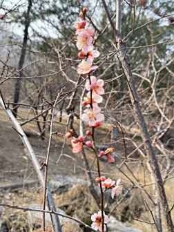 国家植物园 凯西娘娘/摄