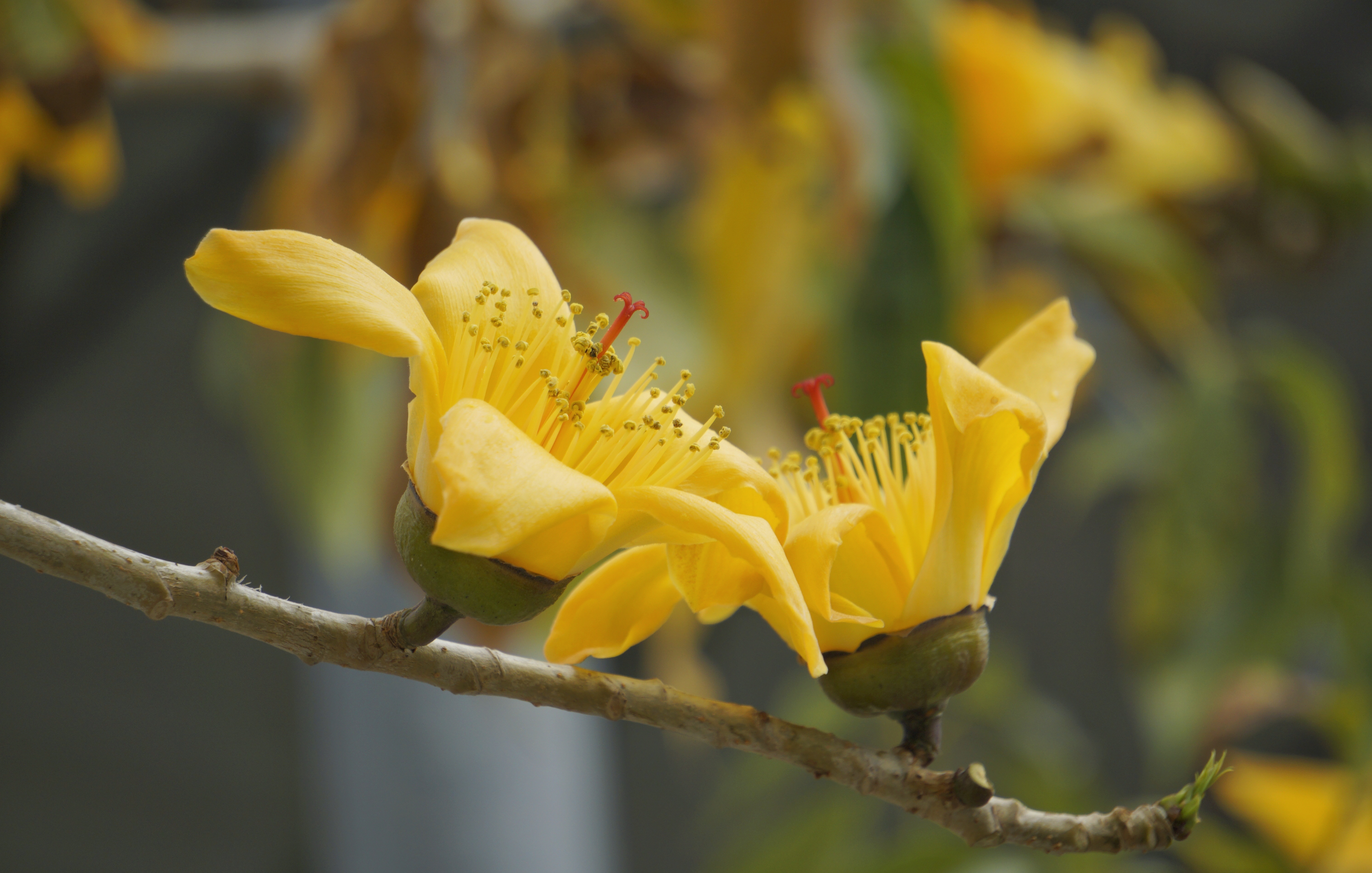 是木棉科,木棉属落叶大乔木,树皮灰白色,幼树的树干通常有圆锥状荡种
